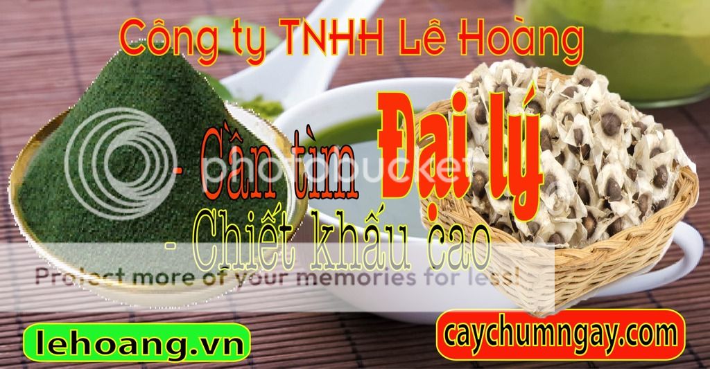 Mua bột chùm ngây ở đâu