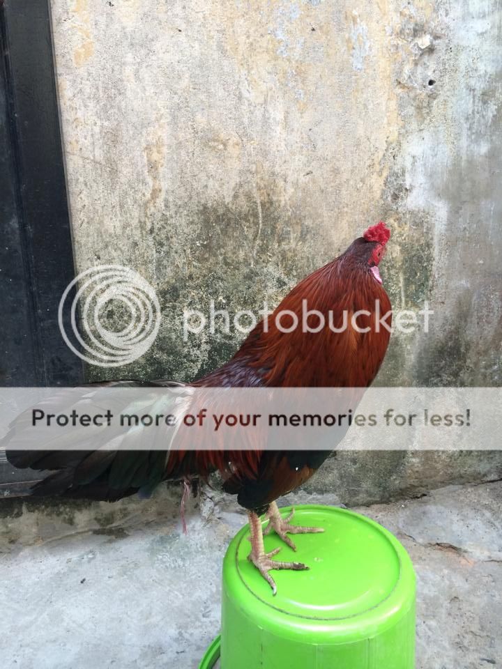 Gà thua - Bán bỏ