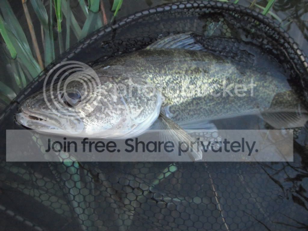 Warmwater Pics Page 2 The North American Fly Fishing Forum Sponsored By Thomas Turner