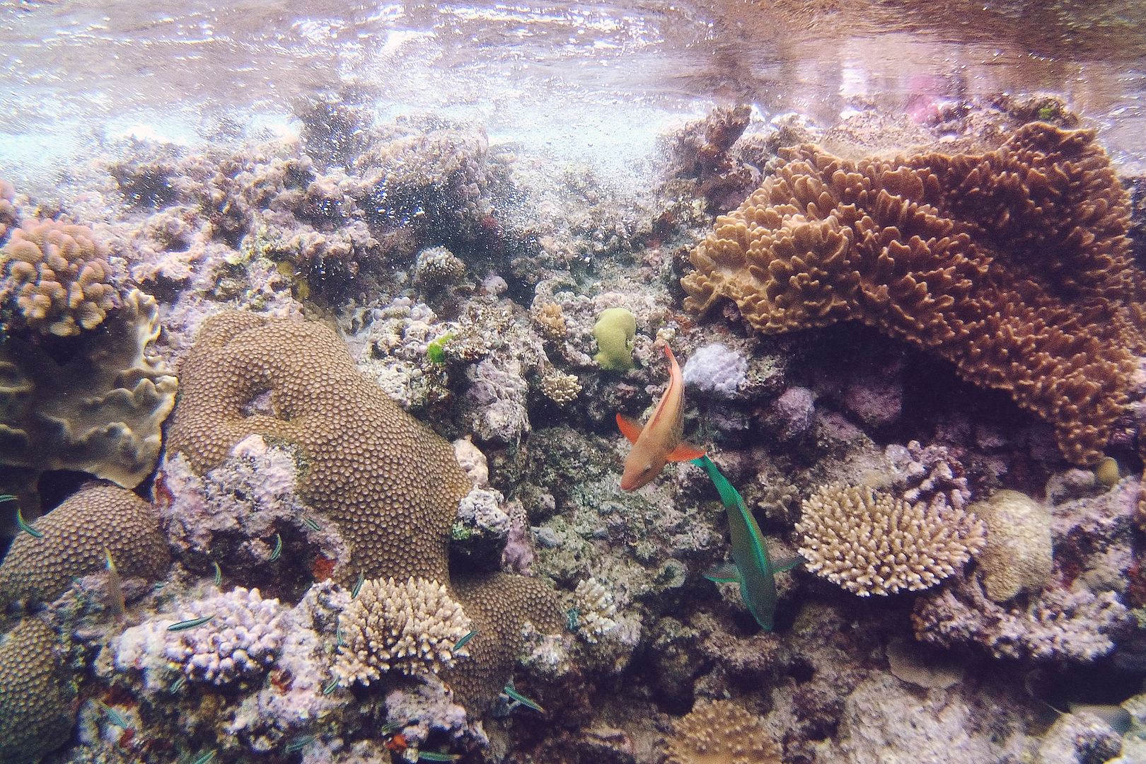 Great Barrier Reef Port Douglas Australia