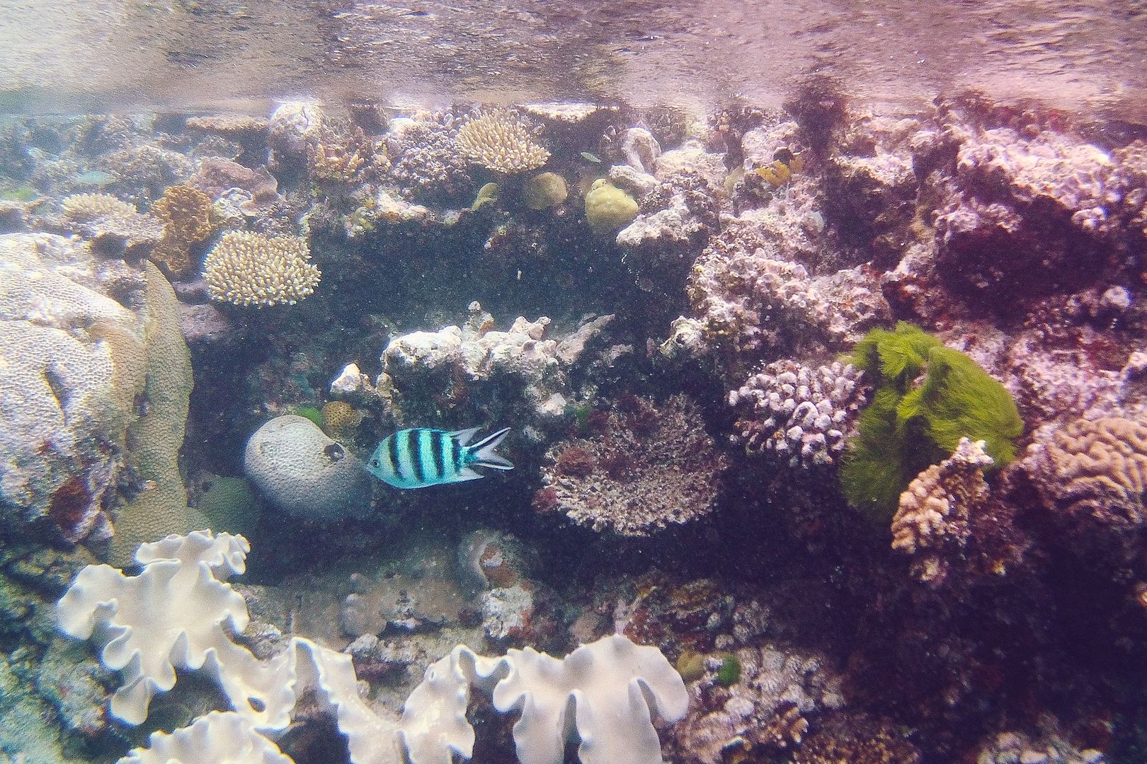 Coral reef Great Barrier Reef Australia