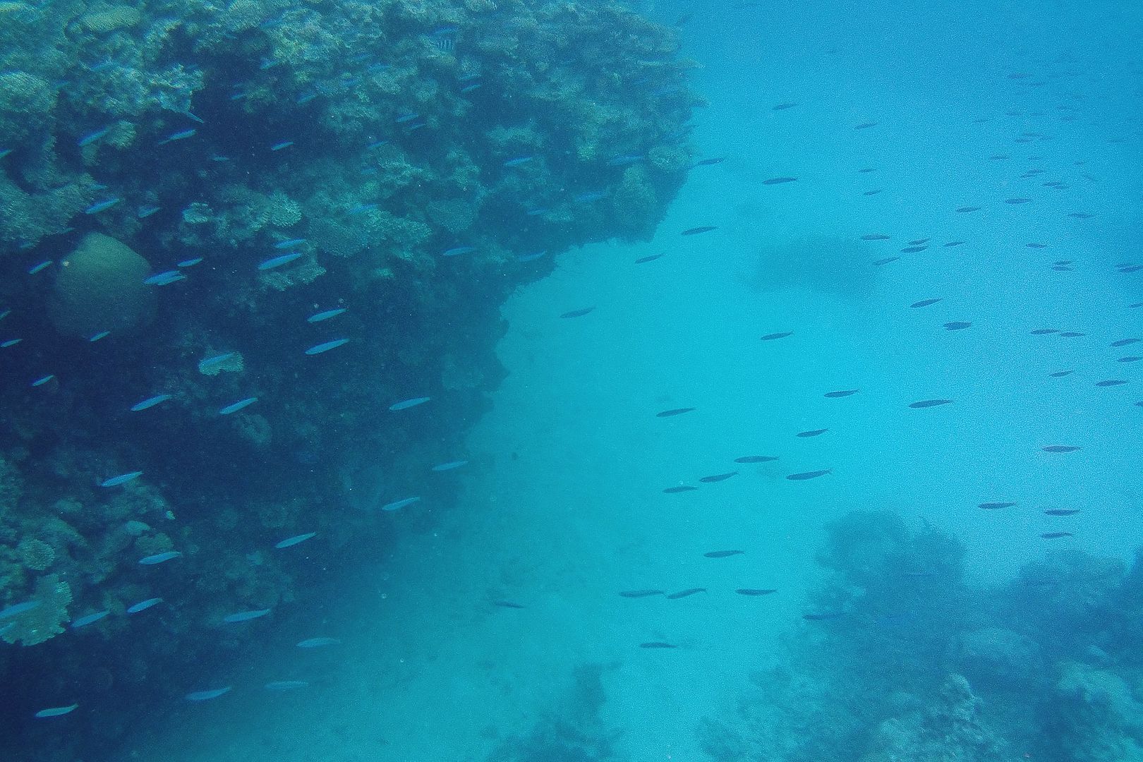 School of fish Great Barrier Reef shark