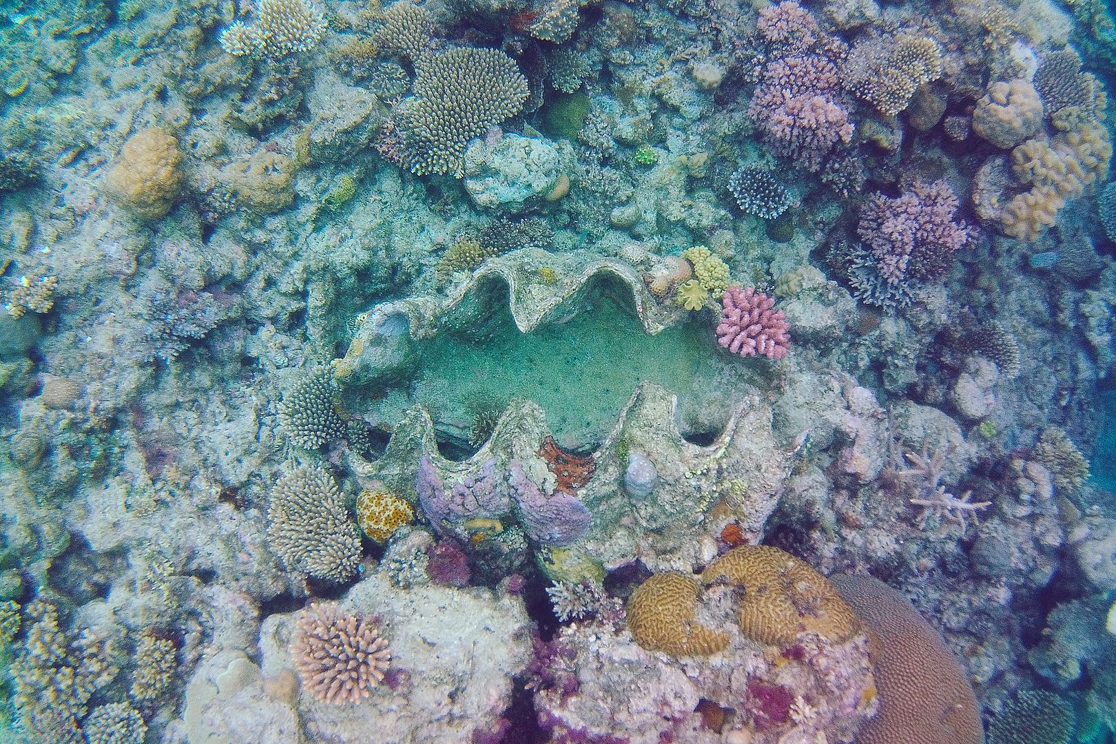 Giant Clam Great Barrier Reef Australia snorkeling scuba diving tour