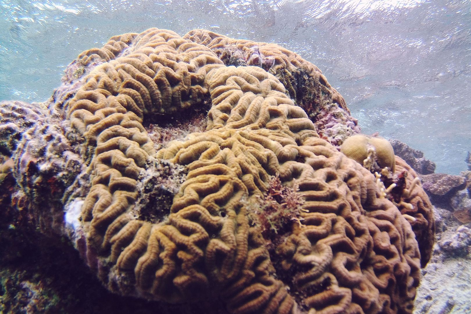 Brain Coral Great Barrier Reef