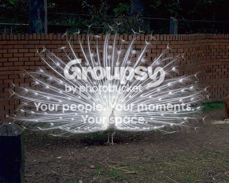 1291648832.jpg