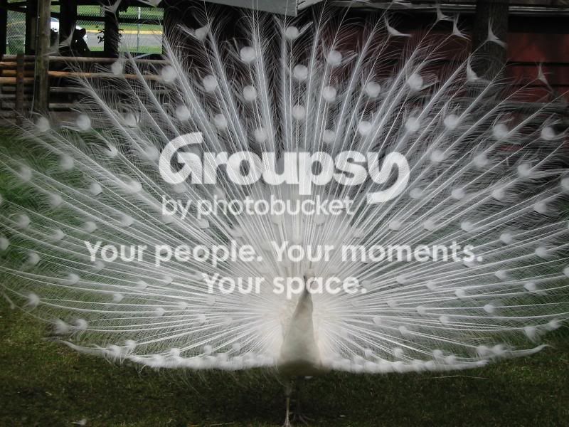 1291648835.jpg