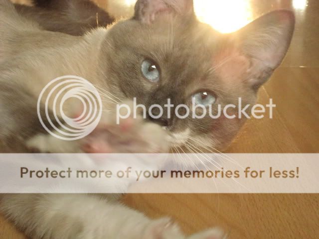 Photobucket